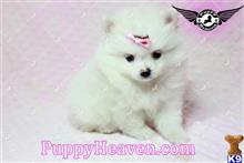 pomeranian puppy posted by puppyheavenla