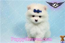 pomeranian puppy posted by puppyheavenla