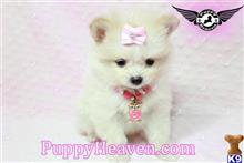 pomeranian puppy posted by puppyheavenla
