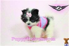 pomeranian puppy posted by puppyheavenla