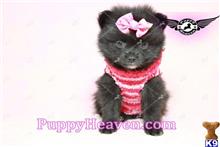 pomeranian puppy posted by puppyheavenla