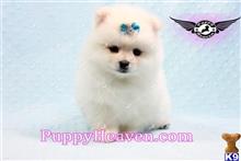 pomeranian puppy posted by puppyheavenla