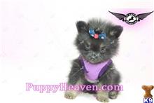 pomeranian puppy posted by puppyheavenla