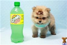 pomeranian puppy posted by puppyheavenla
