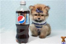 pomeranian puppy posted by puppyheavenla