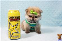 pomeranian puppy posted by puppyheavenla