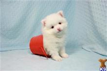 pomeranian puppy posted by puppyheavenla