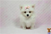 pomeranian puppy posted by puppyheavenla