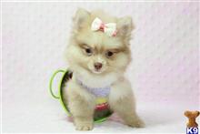 pomeranian puppy posted by puppyheavenla