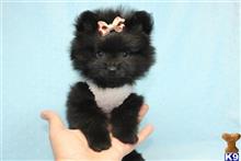pomeranian puppy posted by puppyheavenla