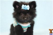 pomeranian puppy posted by puppyheavenla