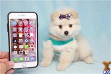 pomeranian puppy posted by puppyheavenla