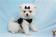 Pomeranian