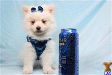 Pomeranian