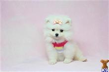 Pomeranian