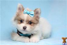 Pomeranian