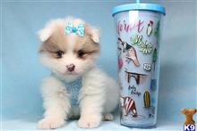 Pomeranian