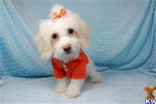 poodle puppy posted by puppyheavenla