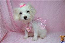 poodle puppy posted by puppyheavenla