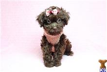 poodle puppy posted by puppyheavenla