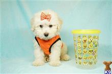 poodle puppy posted by puppyheavenla