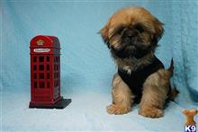 shih tzu puppy posted by puppyheavenla