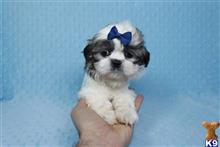 shih tzu puppy posted by puppyheavenla