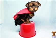 shih tzu puppy posted by puppyheavenla