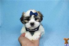 shih tzu puppy posted by puppyheavenla