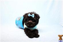shih tzu puppy posted by puppyheavenla