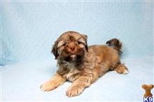 shih tzu puppy posted by puppyheavenla