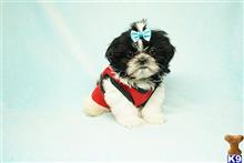 shih tzu puppy posted by puppyheavenla