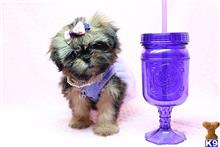 shih tzu puppy posted by puppyheavenla