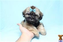 shih tzu puppy posted by puppyheavenla