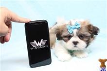 shih tzu puppy posted by puppyheavenla