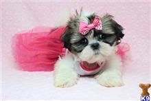 shih tzu puppy posted by puppyheavenla
