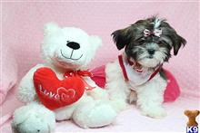 shih tzu puppy posted by puppyheavenla