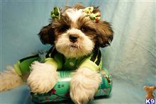 shih tzu puppy posted by puppyheavenla