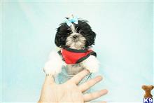 shih tzu puppy posted by puppyheavenla