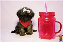 shih tzu puppy posted by puppyheavenla