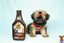 shih tzu puppy posted by puppyheavenla