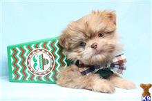 shih tzu puppy posted by puppyheavenla
