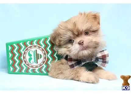 Shih Tzu