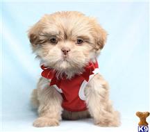 shih tzu puppy posted by puppyheavenla