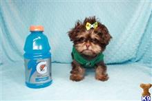 shih tzu puppy posted by puppyheavenla
