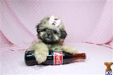shih tzu puppy posted by puppyheavenla