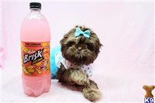 shih tzu puppy posted by puppyheavenla