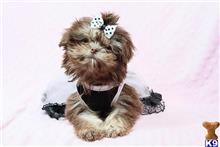 shih tzu puppy posted by puppyheavenla