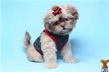 shih tzu puppy posted by puppyheavenla