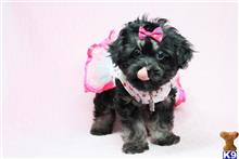 shih tzu puppy posted by puppyheavenla